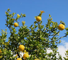 Trifoliate Orange