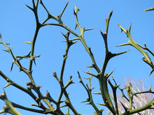 Trifoliate Orange