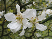 Trifoliate Orange