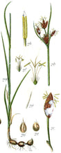 Cosmopolitan Bulrush (Maine Ecotype)