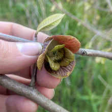 C. Dale's Improved Pawpaw Breeding Mix
