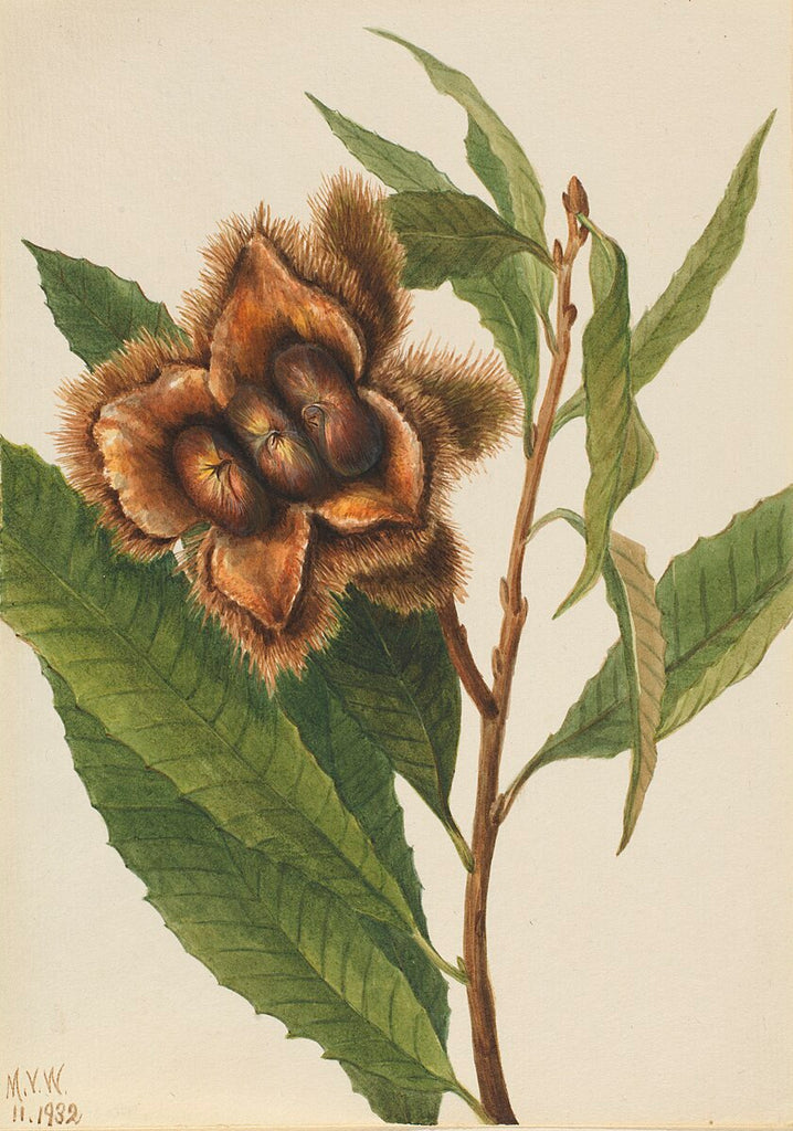 american chestnut seeds for planting American Chestnut – Experimental Farm Network Seed Store
