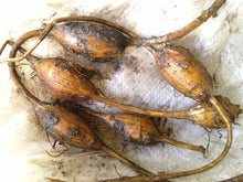 South Jersey Hopniss (American Groundnut)
