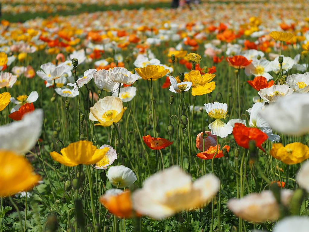 Icelandic Poppy – Experimental Farm Network Seed Store
