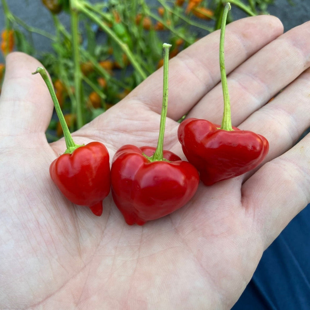 Baccatum JF' Mild Hot Pepper – Experimental Farm Network Seed Store Baccatum JF' Mild Hot Pepper – Experimental Farm Network Seed Store