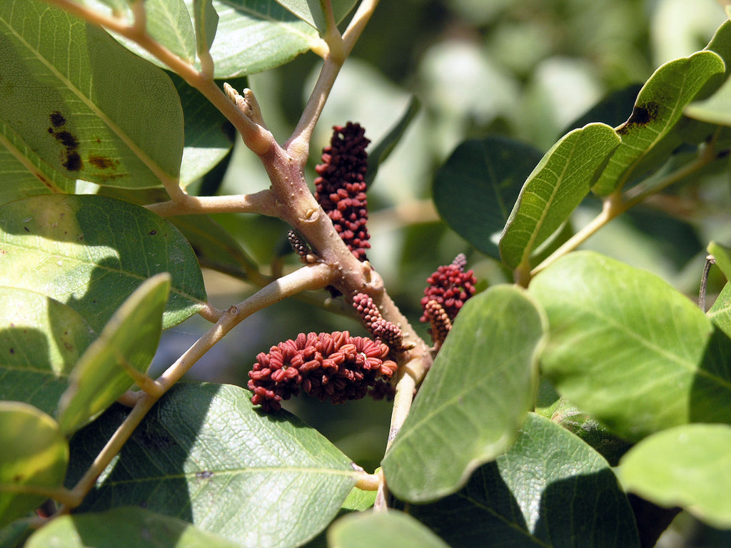 Carob – Experimental Farm Network Seed Store