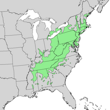American Chestnut