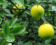 Trifoliate Orange