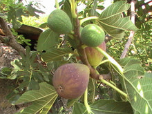 Fig