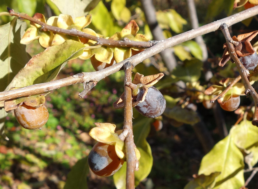 Dateplum Persimmon Experimental Farm Network Seed Store