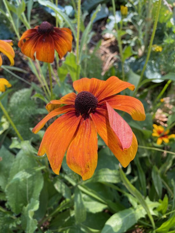 Dreamy Rudbeckia Grex – Experimental Farm Network Seed Store