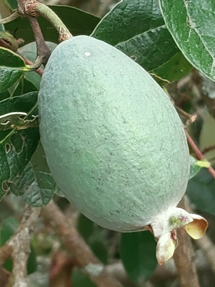 Feijoa (Pineapple Guava) – Experimental Farm Network Seed Store