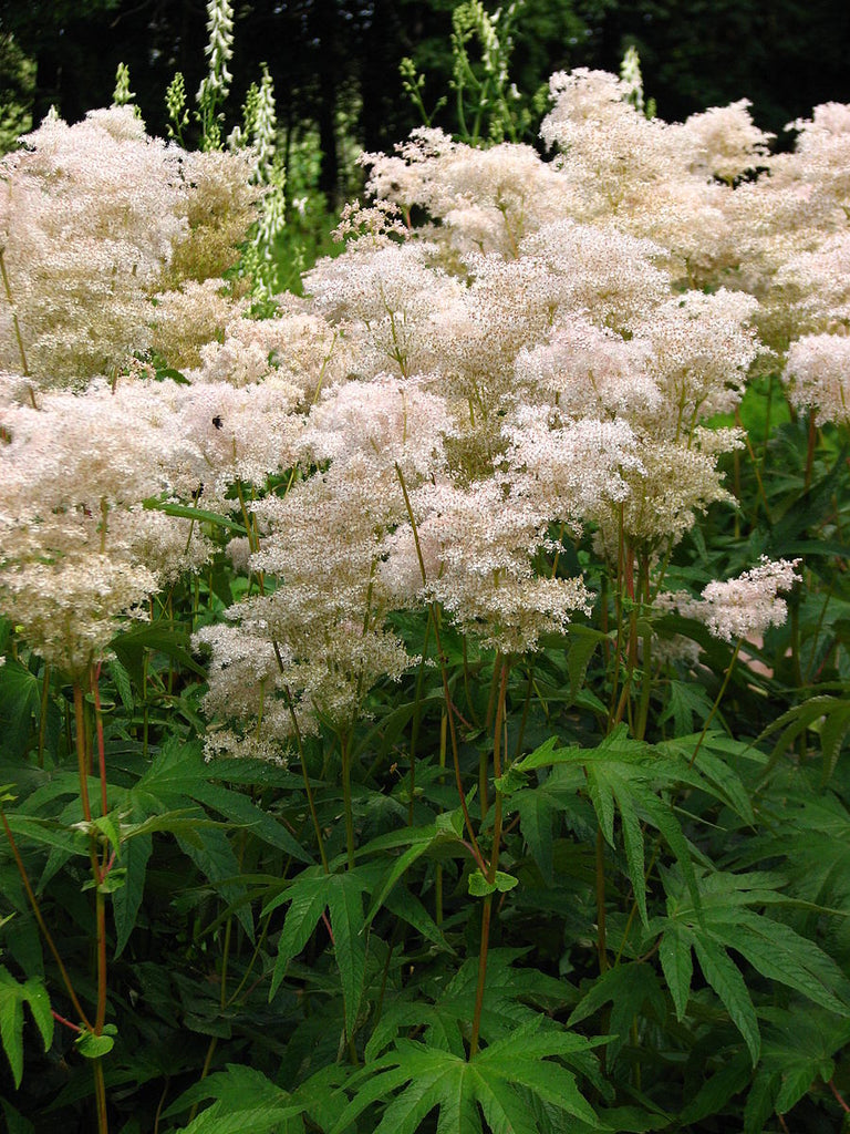 Siberian Meadowsweet – Experimental Farm Network Seed Store