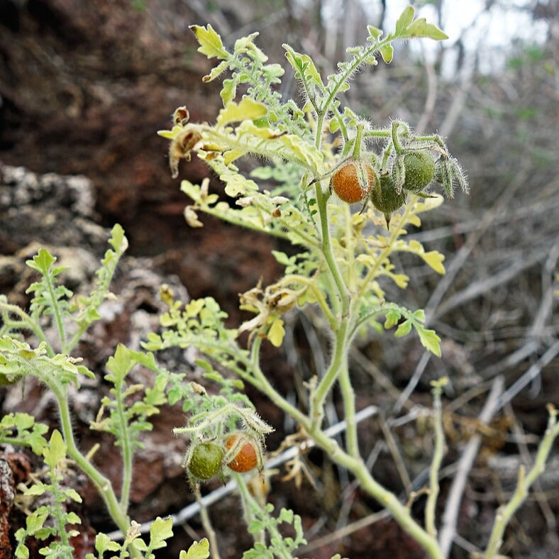 Improved Wild Galapagos Tomato Experimental Farm Network Seed Store