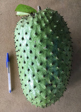 Guanabana/Soursop