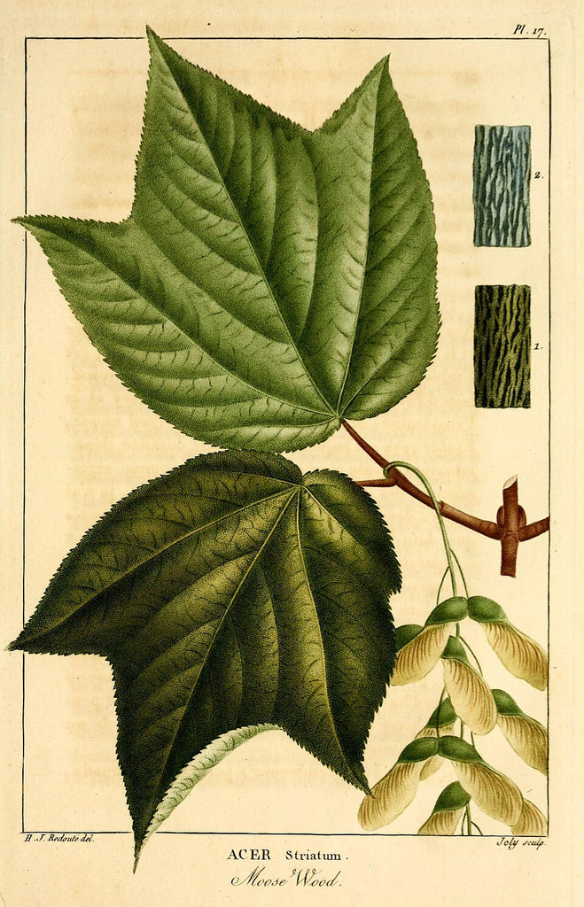 Moosewood (Striped Maple) – Experimental Farm Network Seed Store