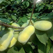 C. Dale's Improved Pawpaw Breeding Mix