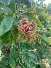 Badgersett Chestnut SEEDS (March 2024 Shipping)