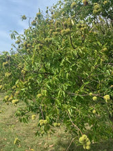 Badgersett Chestnut SEEDS (March 2024 Shipping)