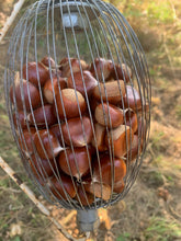Badgersett Chestnut SEEDS (March 2024 Shipping)