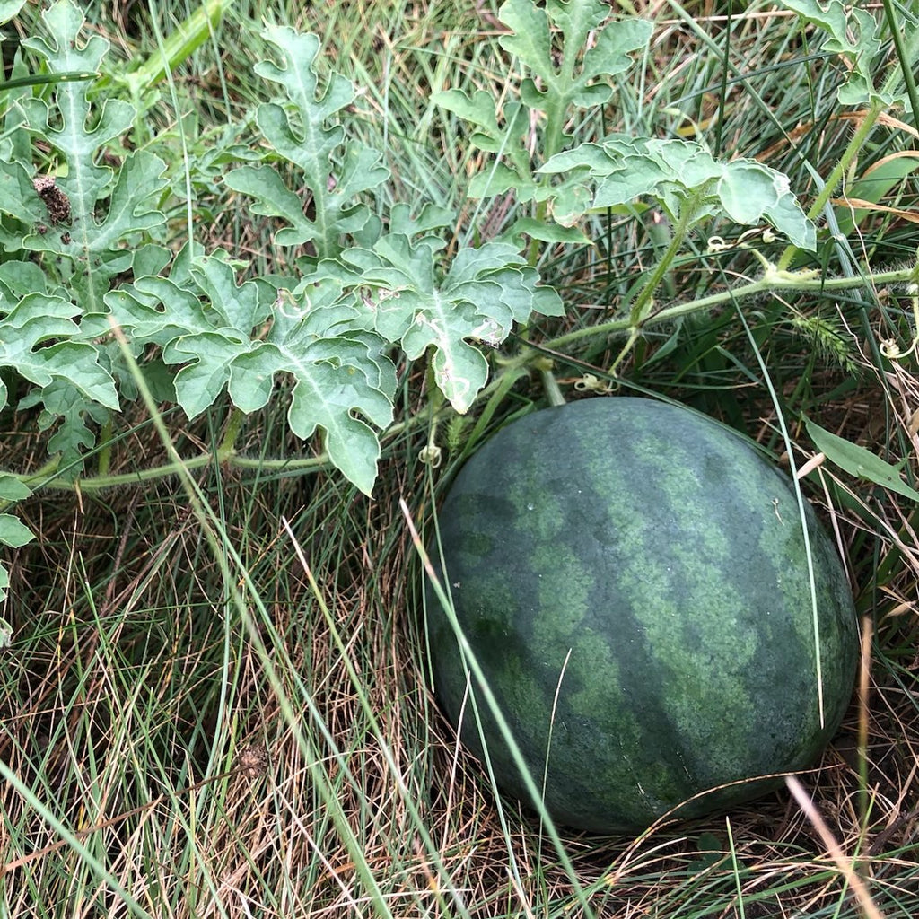 'Astrahan' Watermelon Experimental Farm Network Seed Store