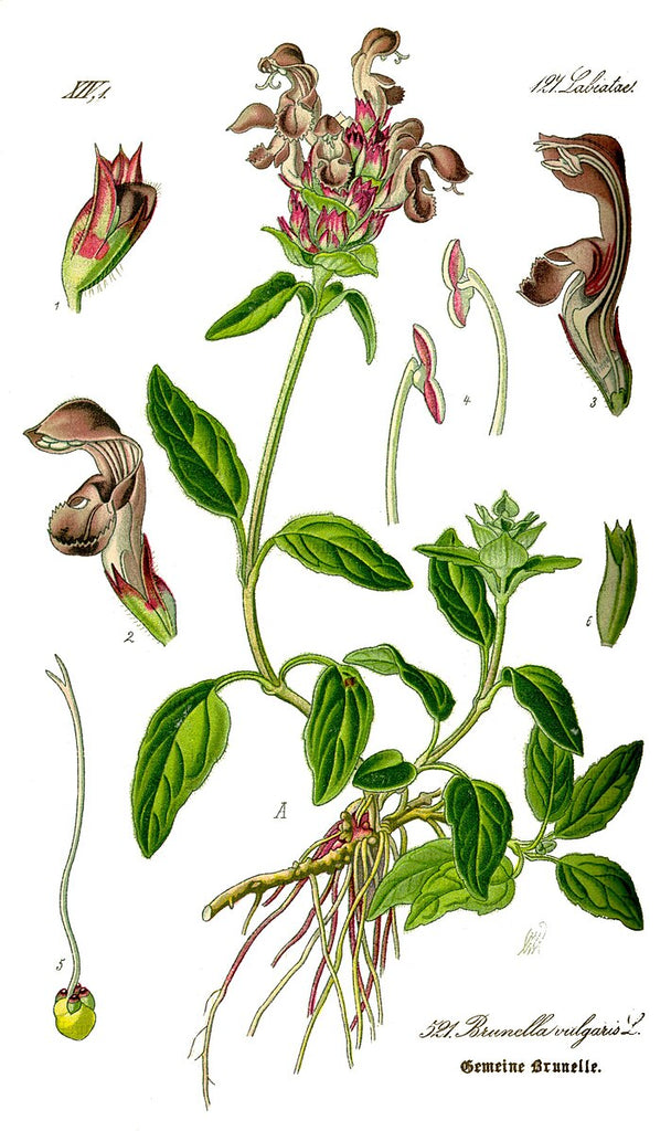 plant and heal seeds Self-Heal – Experimental Farm Network Seed Store
