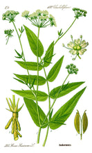 Skirret