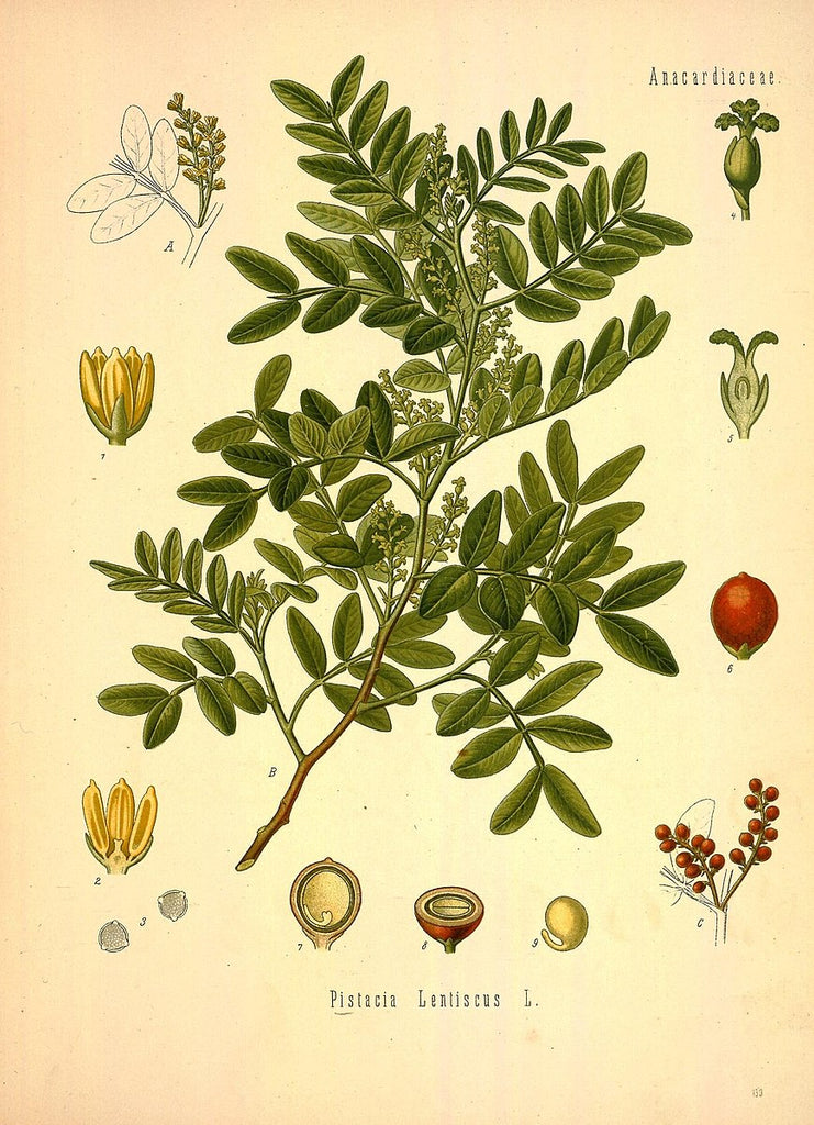 Mastic Tree – Experimental Farm Network Seed Store