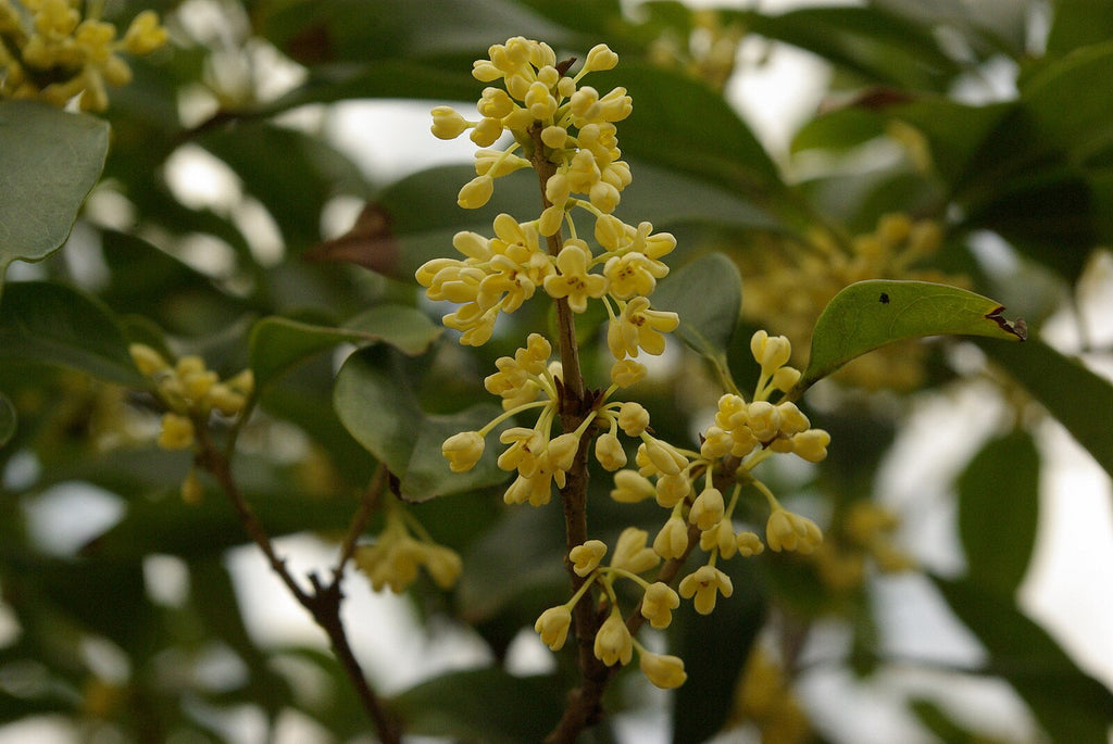 Sweet Osmanthus (Fragrant Olive) – Experimental Farm Network Seed Store