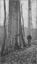 American Chestnut