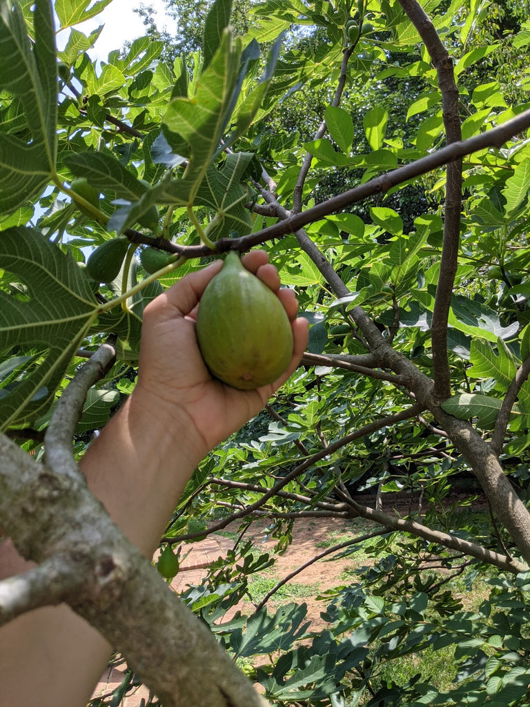 【推定 Persistent Capri Fig】TFH-C188 挿木苗 TFH C188, Edible Caprifig | The Fig Hunter