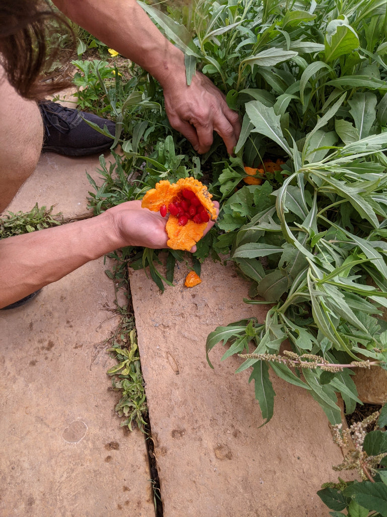 Maltese Bitter Melon – Experimental Farm Network Seed Store