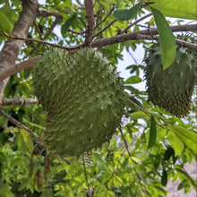 Guanabana/Soursop