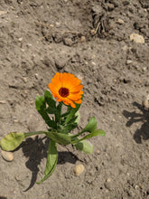 'Odesa Market' Calendula