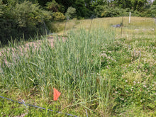 Tim Peters Perennial Wheat Grex