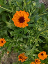 'Odesa Market' Calendula
