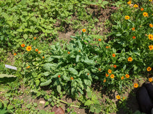 'Odesa Market' Calendula