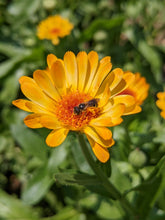 'Odesa Market' Calendula