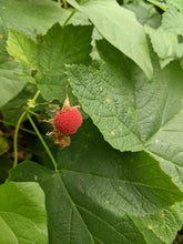 Thimbleberry