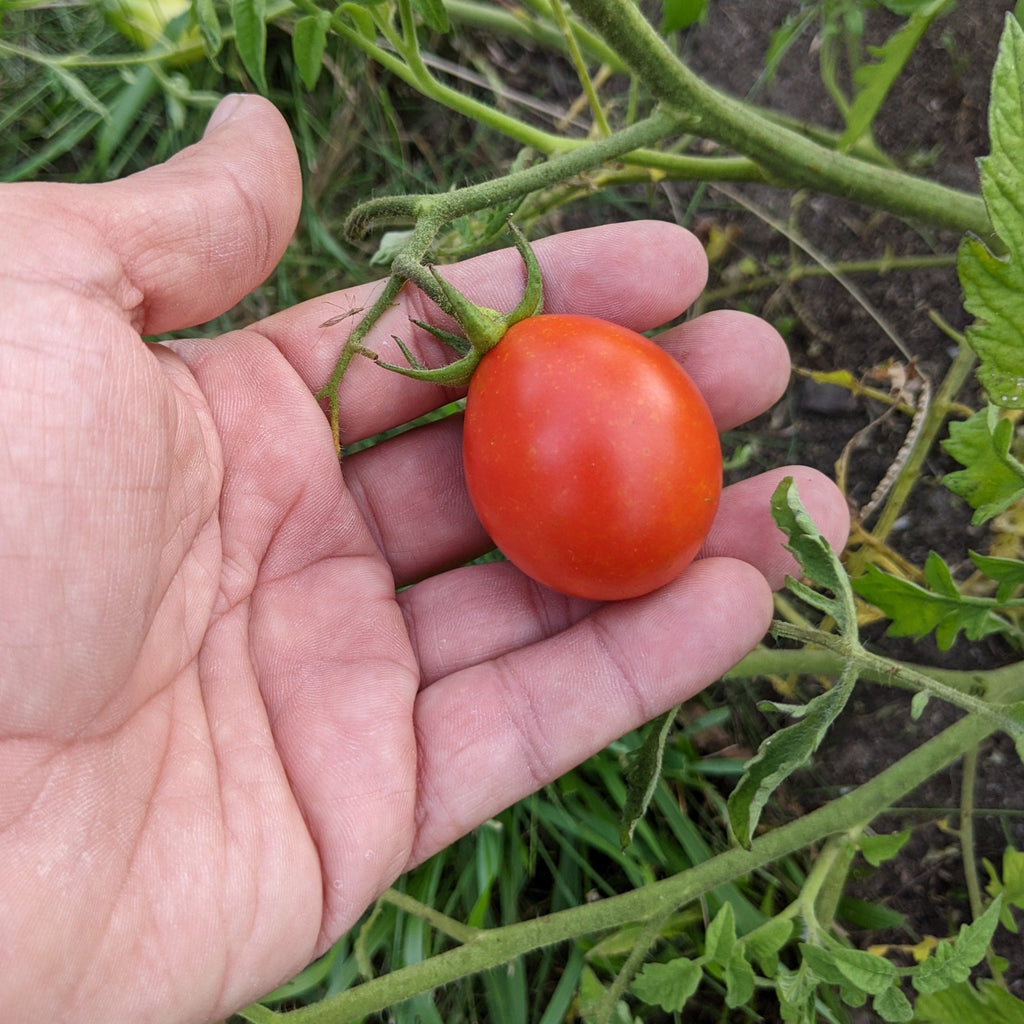 tomato Bukovinskij' Tomato – Experimental Farm Network Seed Store