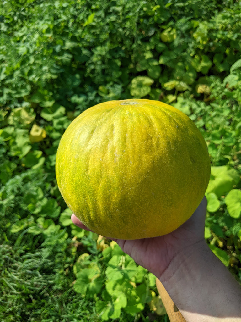 'Odesa Yellow' Melon Experimental Farm Network Seed Store
