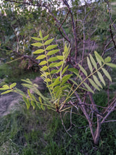 Chinese Yellowhorn