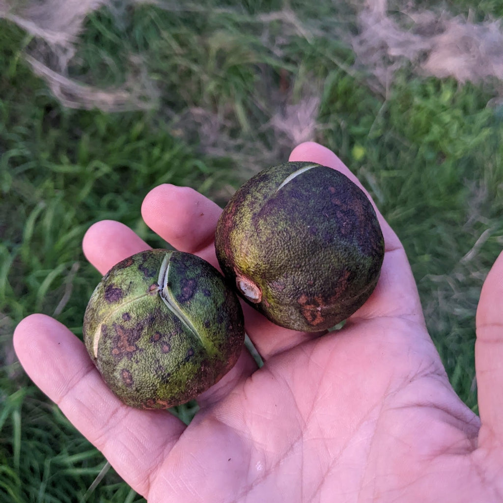 Chinese Yellowhorn Experimental Farm Network Seed Store