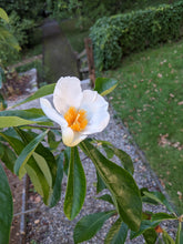 Franklin Tree (Franklinia)