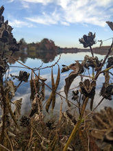 South Jersey Hopniss (American Groundnut)