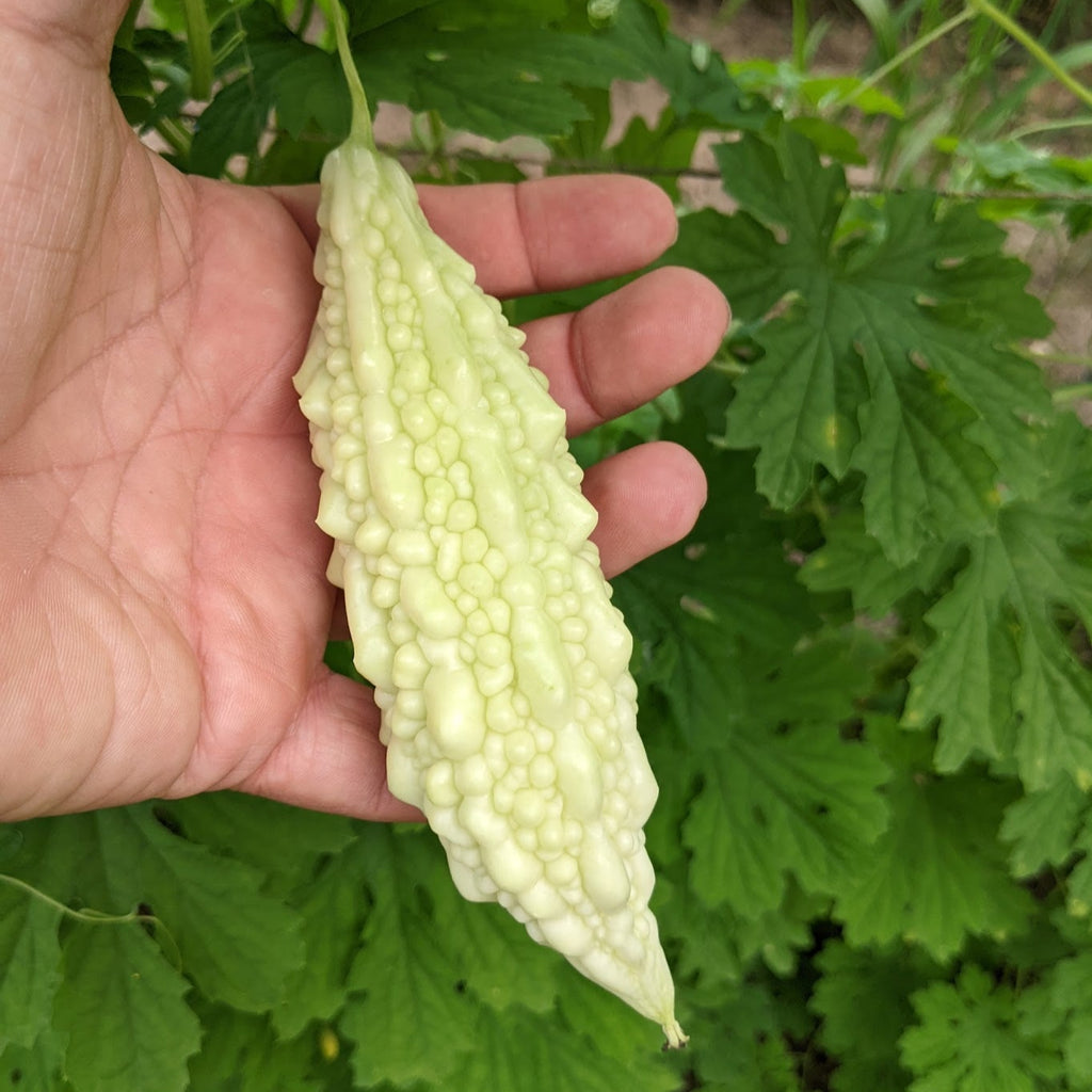 St. Croix White' Bitter Melon – Experimental Farm Network Seed Store