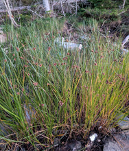 Cosmopolitan Bulrush (Maine Ecotype)