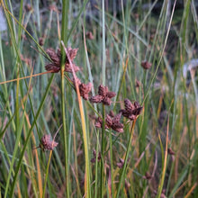 Cosmopolitan Bulrush (Maine Ecotype)