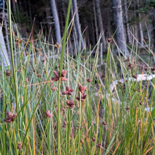 Cosmopolitan Bulrush (Maine Ecotype)