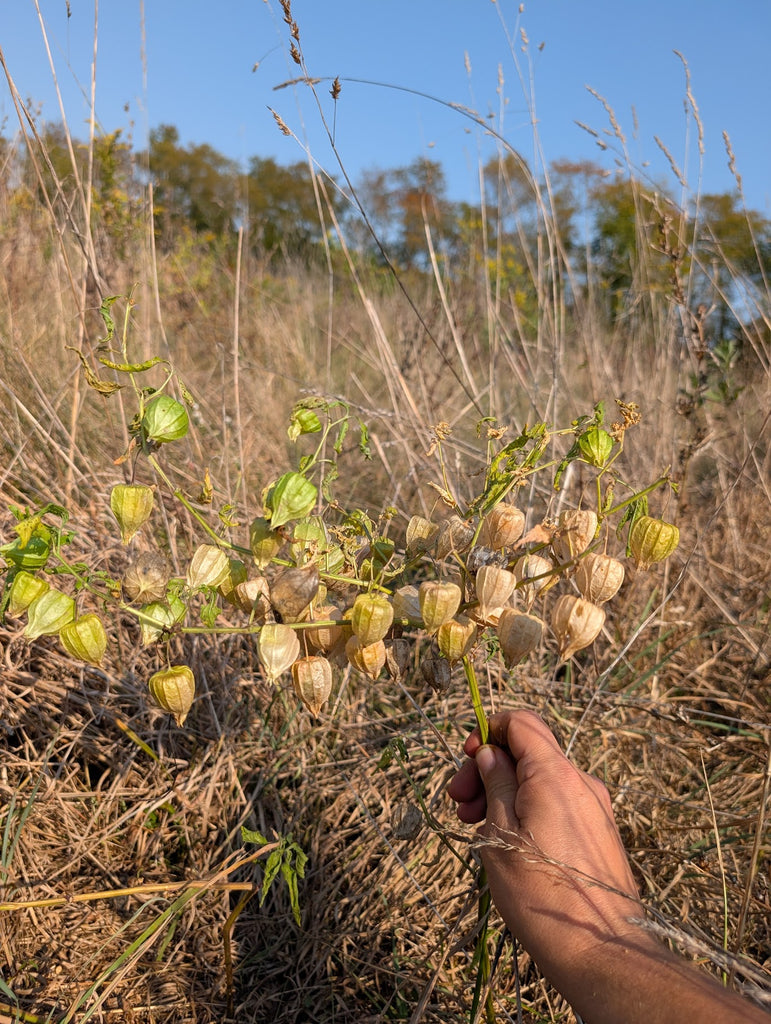 Elmer Perennial Ground Cherry – Experimental Farm Network Seed Store